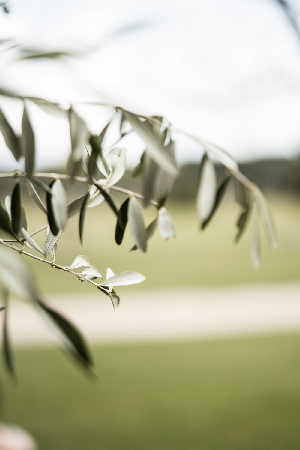 green-leafed plant