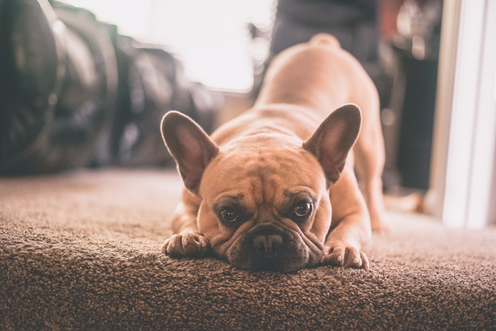 brown French bulldog on brown floor