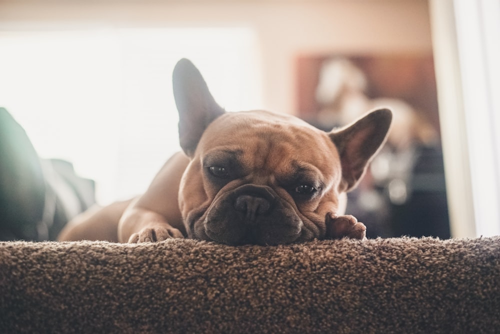 short-coated fawn dog on sofa