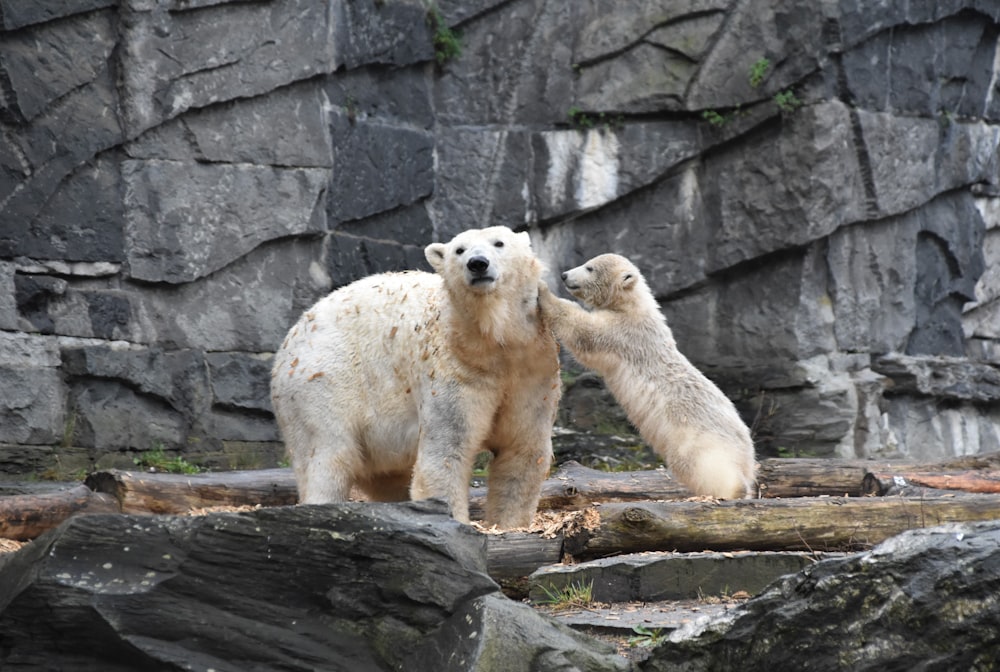 beige bears near rocks