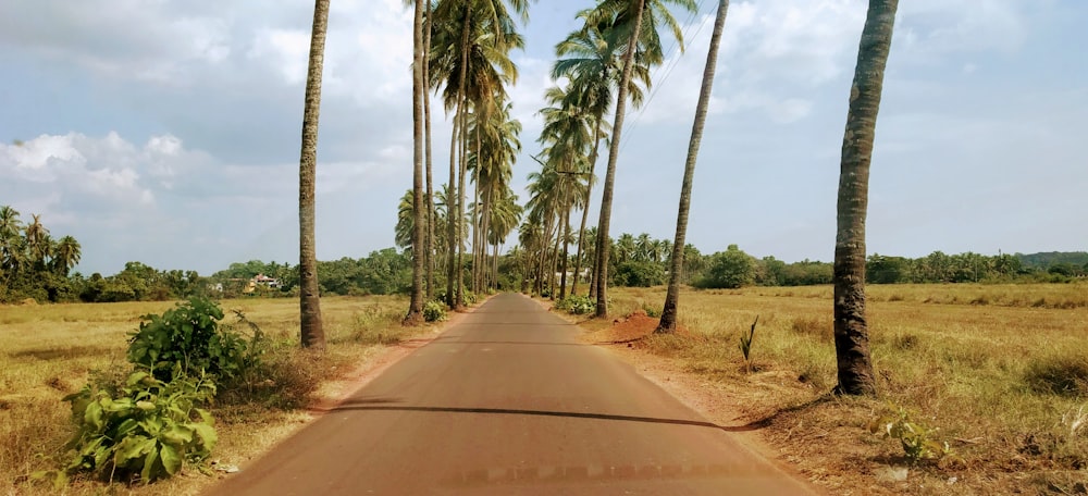 trees near road