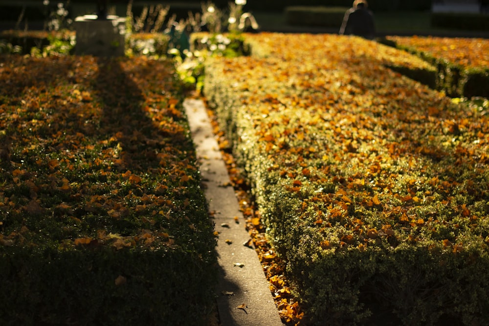 a person sitting on a bench in a garden