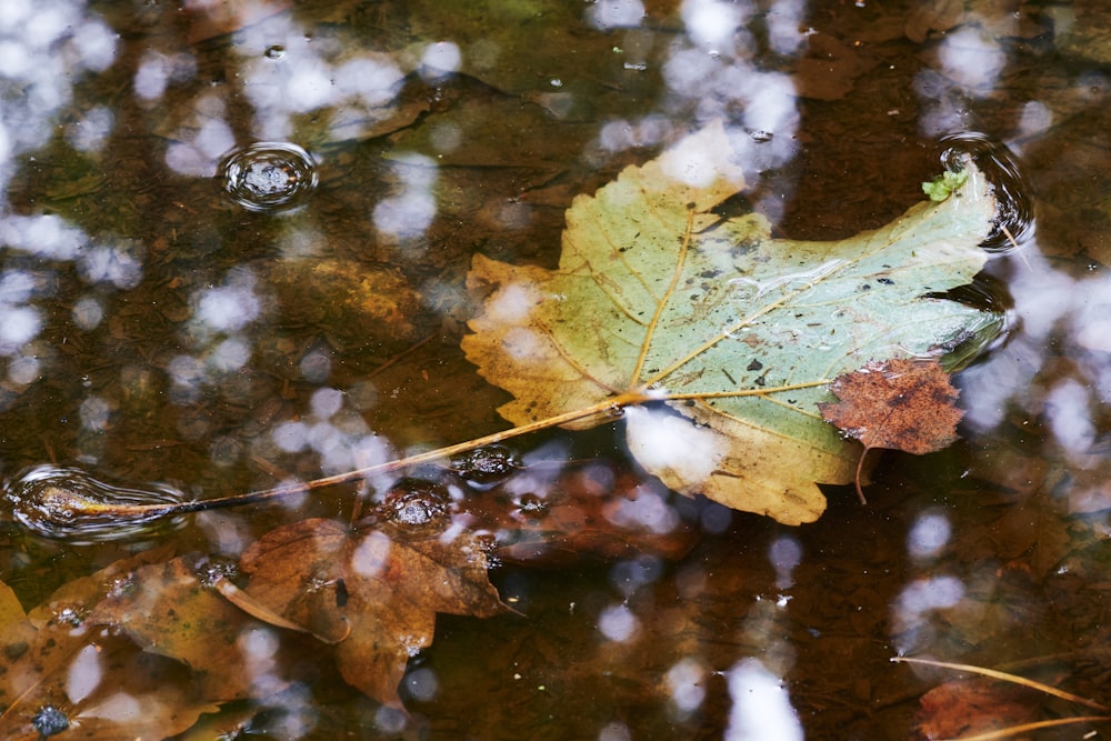 물 위에 베이지색 잎
