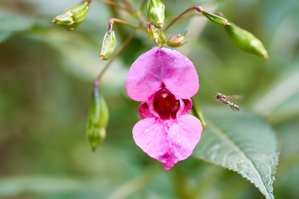 ピンクの花びらの花