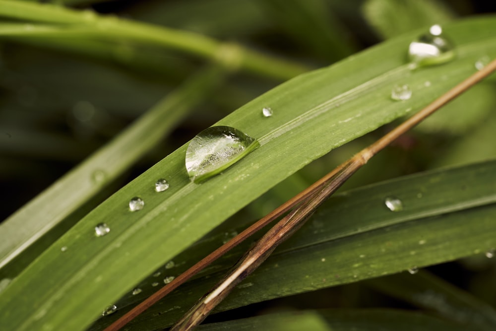 shallow focus photo of green leaves