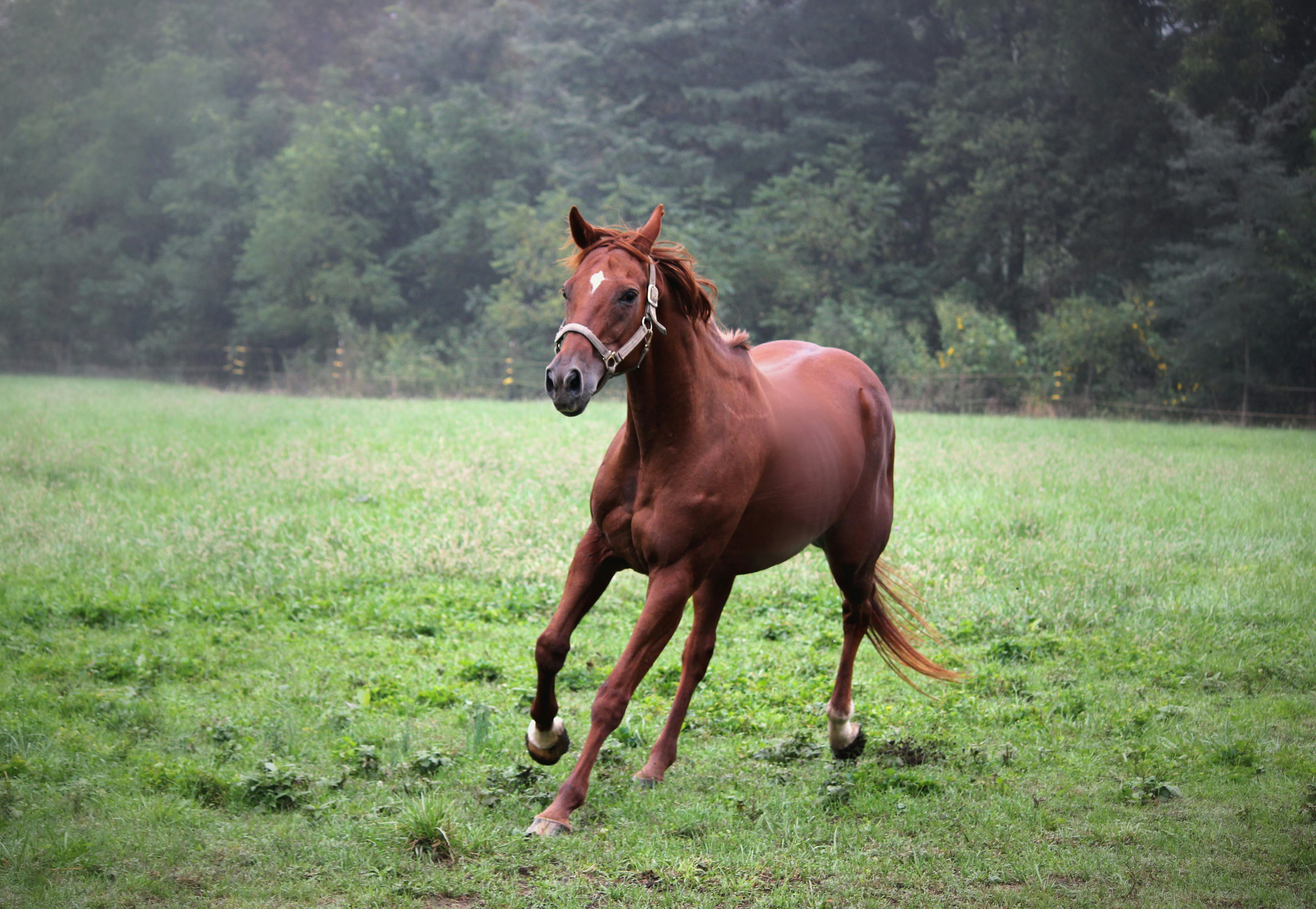 Brown Horse Running On Green Grass Field Photo Free Image On Unsplash