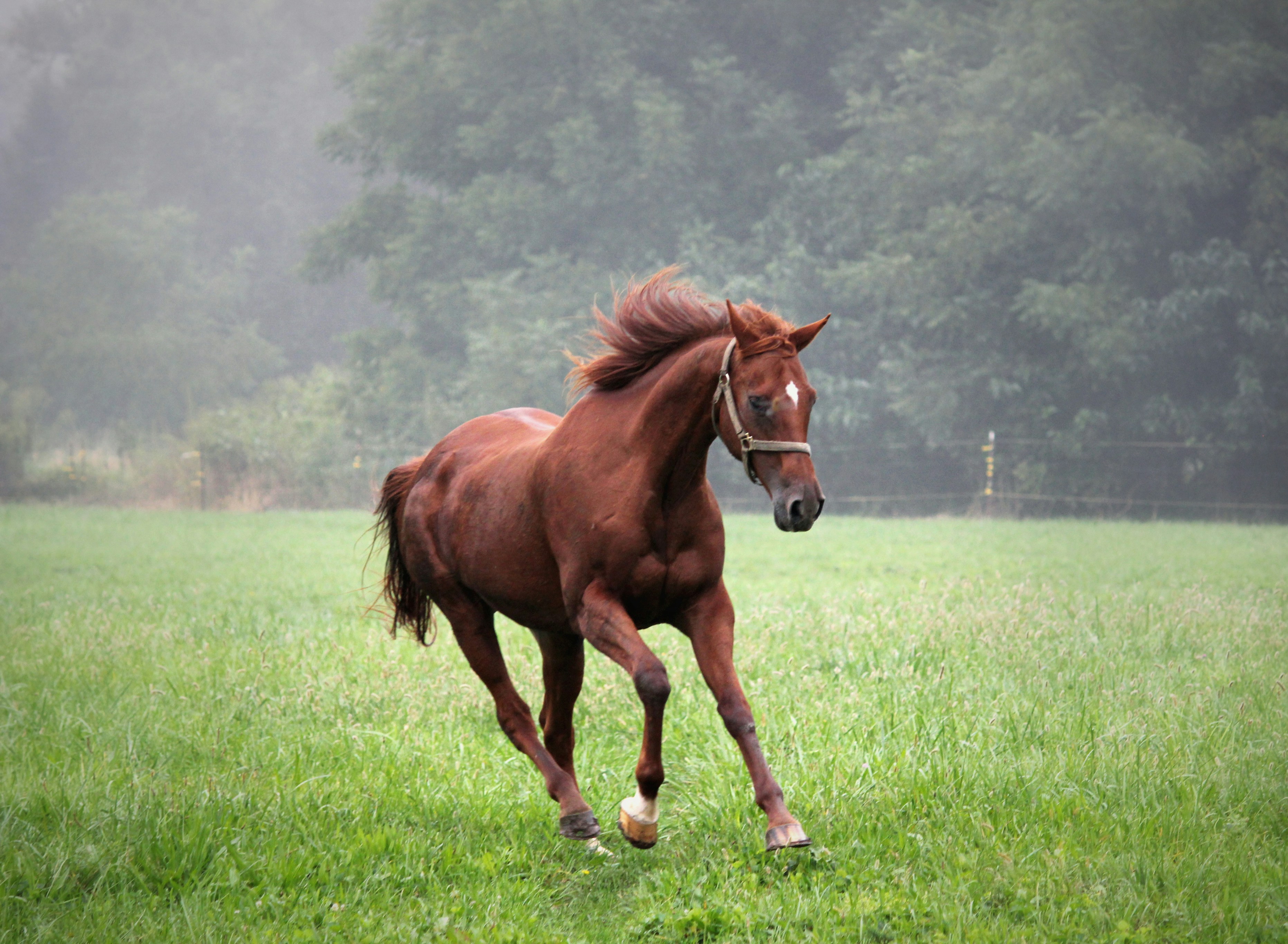 Brown Horse Standing On Green Grass Photo Free Horse Image On Unsplash