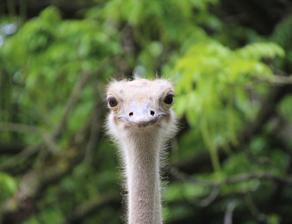 white ostrich during day