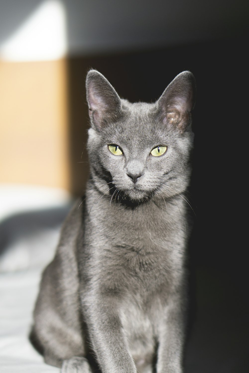 灰色の猫
