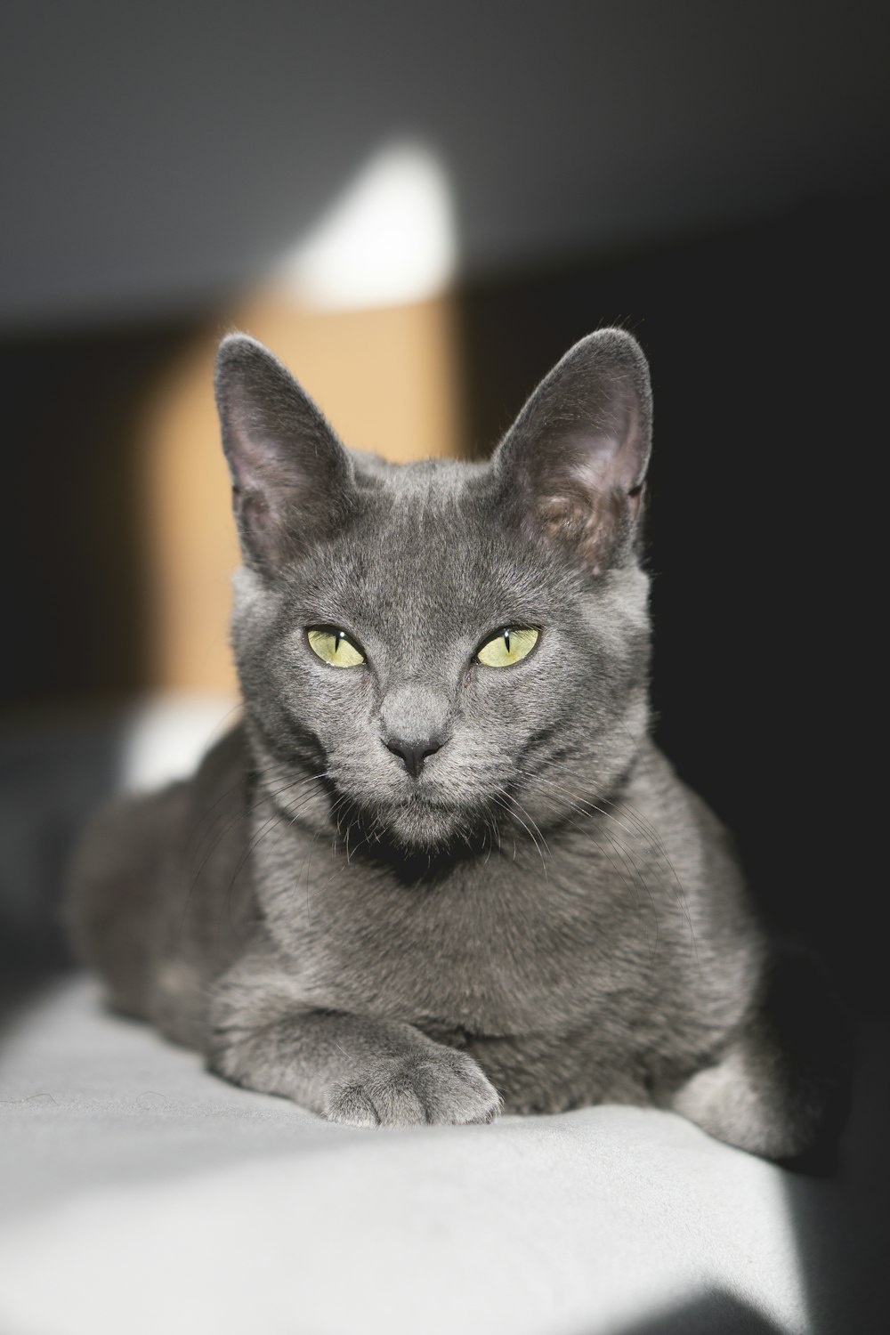 chat gris à fourrure courte
