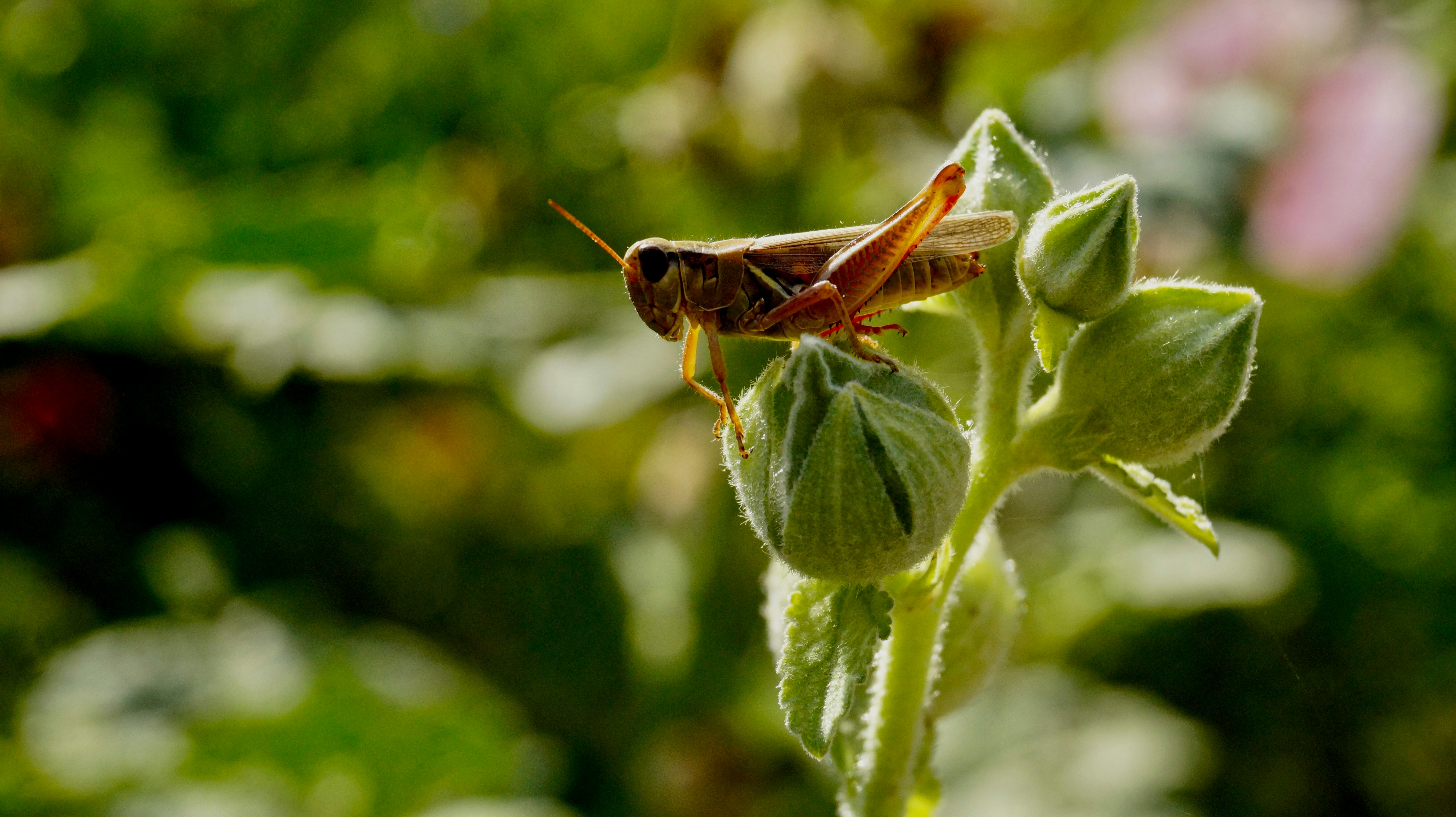 Photo by lambertsarina