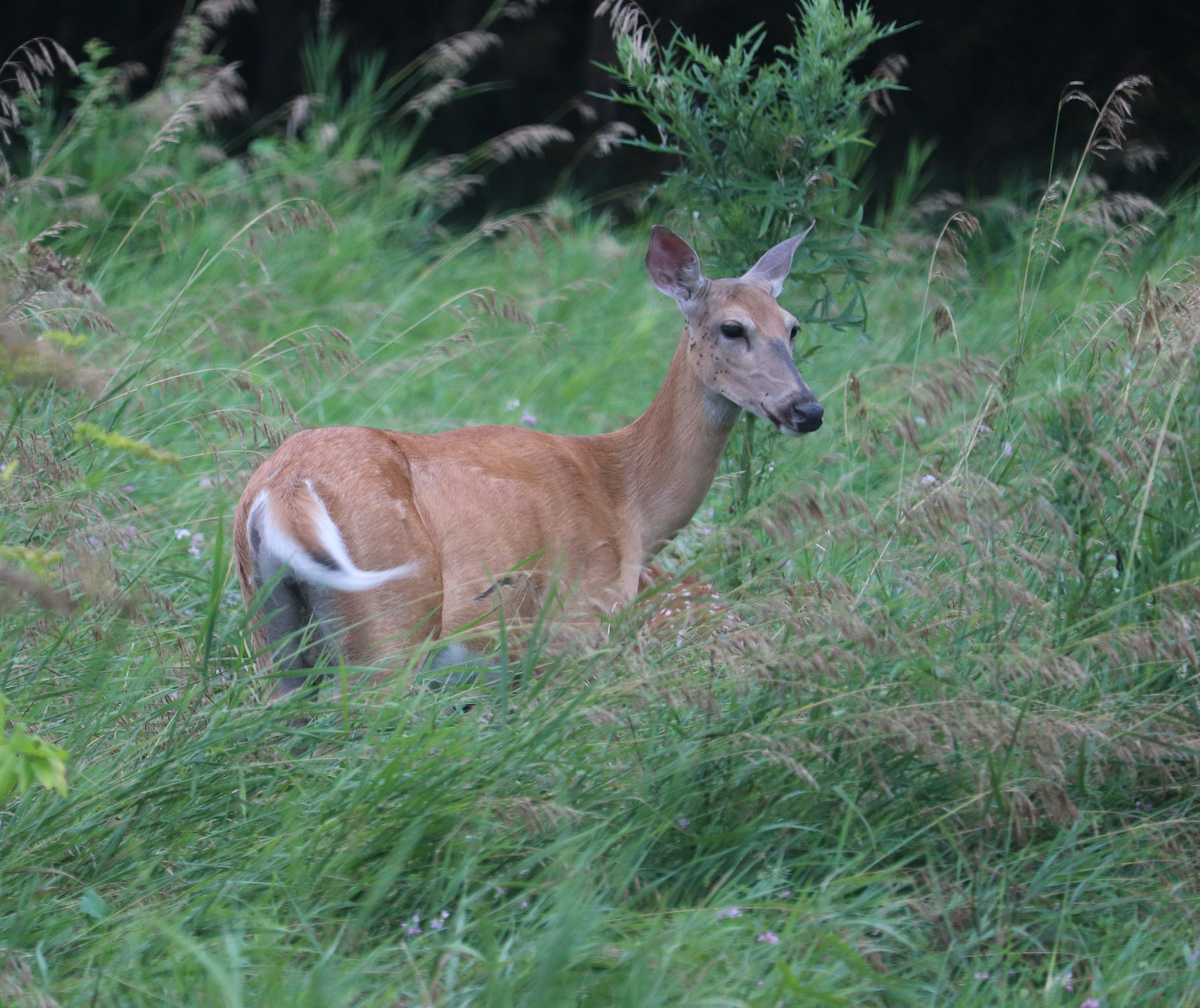 Photo by brettforeman_3