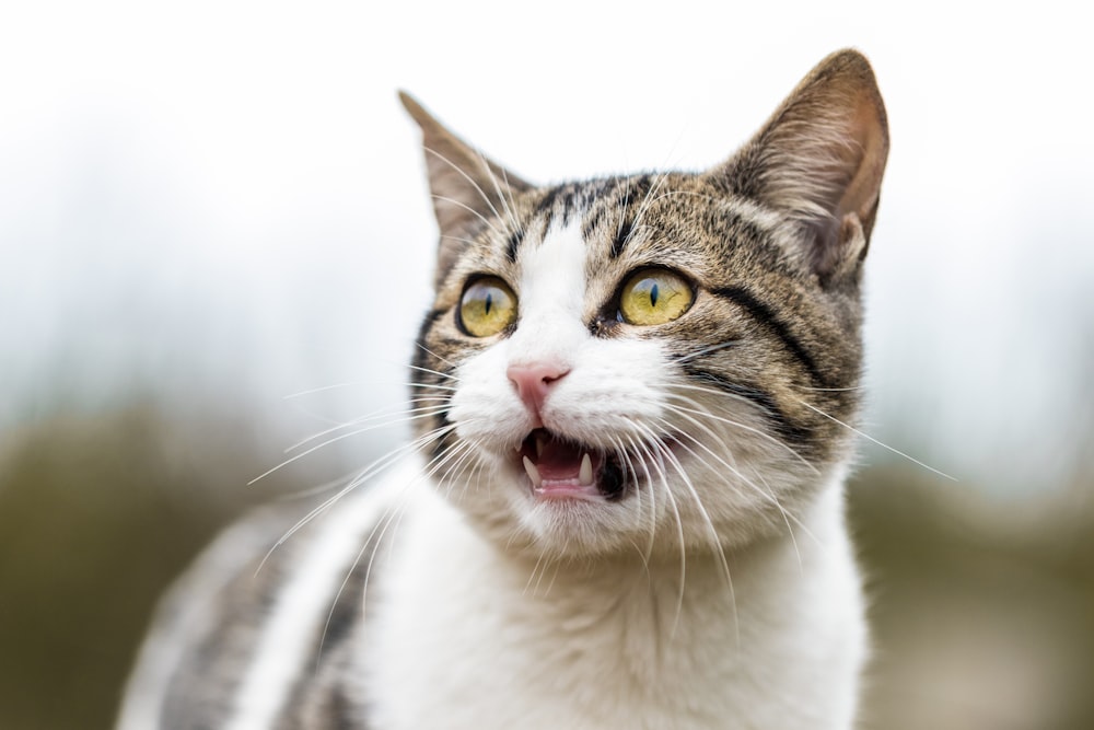 Photo de mise au point peu profonde de chat blanc et gris