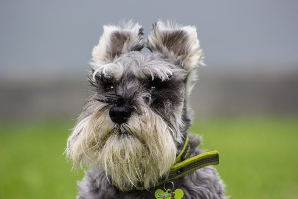 short-coated gray dog