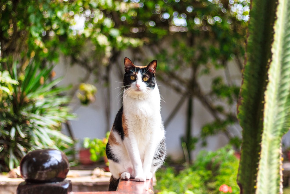 short-cur black and white cat near cactus