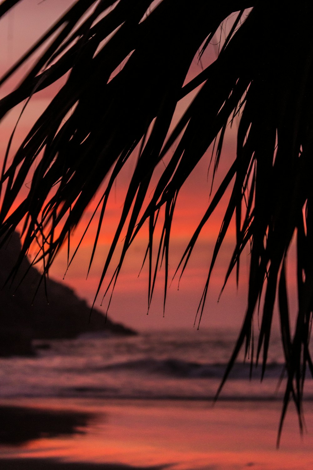 silhouette of leaves