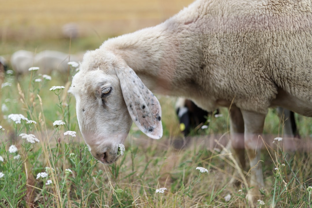 selective focus photography of white goat eating grass during daytiem