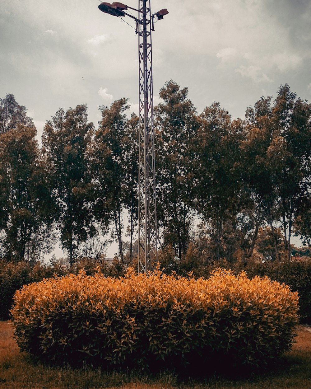 trees near tower