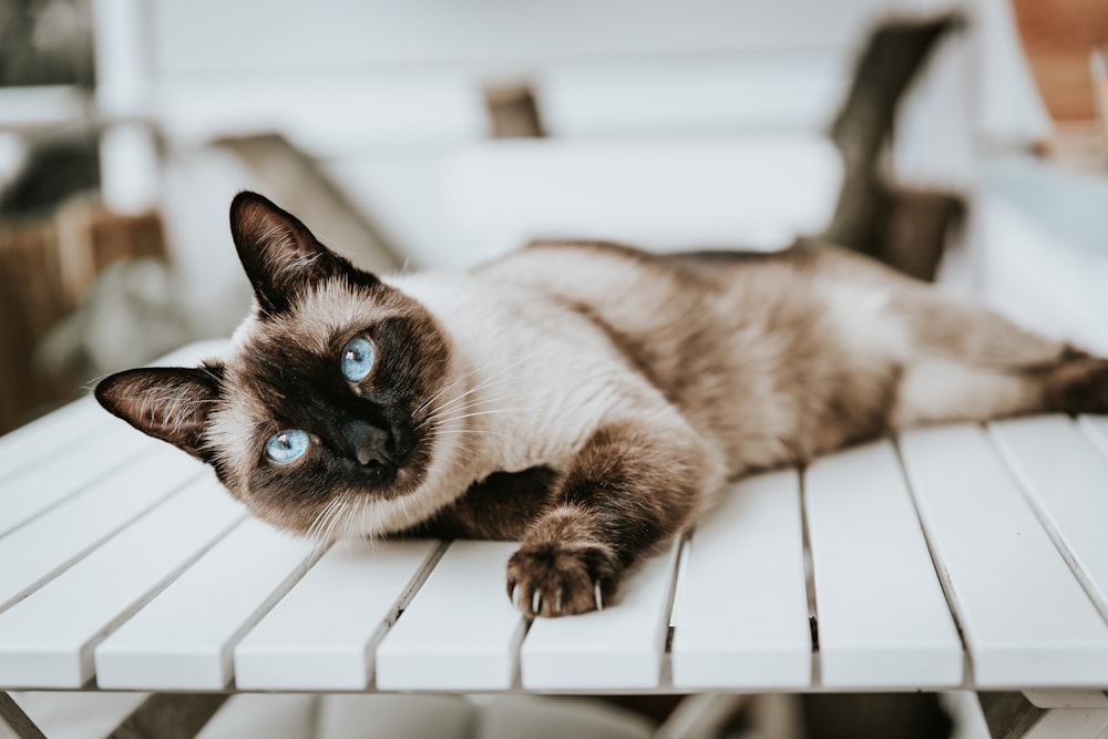 Gatto siamese sdraiato su tavolo di legno