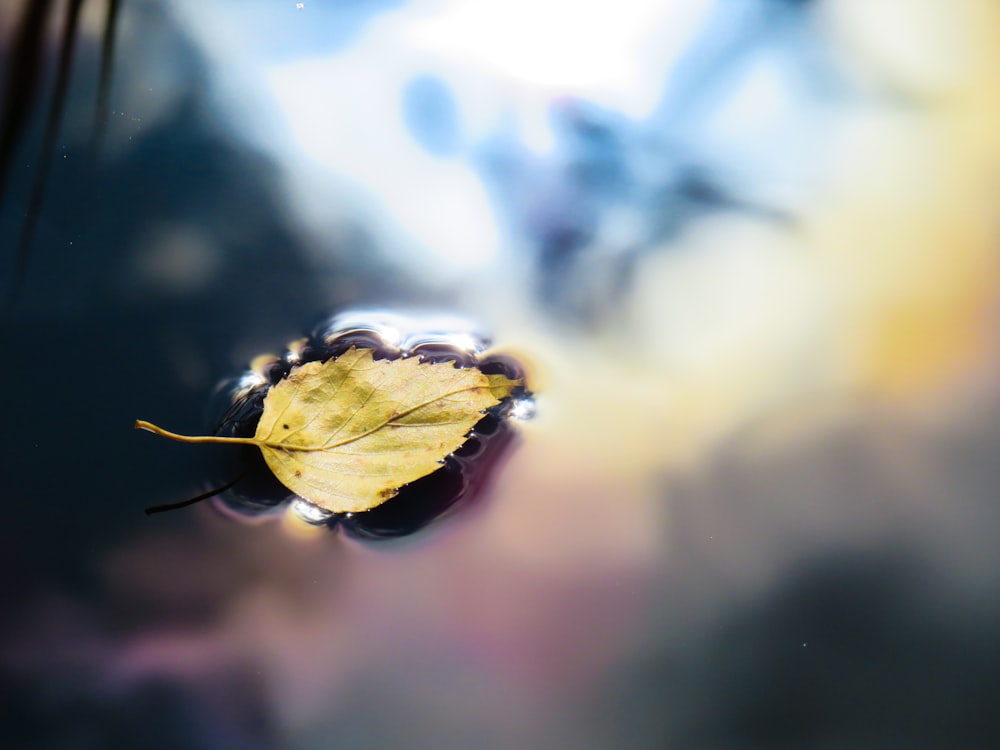 green leaf on water