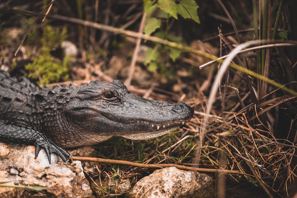 black crocodile at daytime