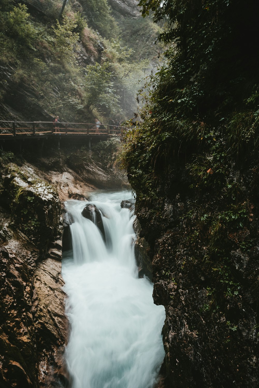 trees beside flowing body of water