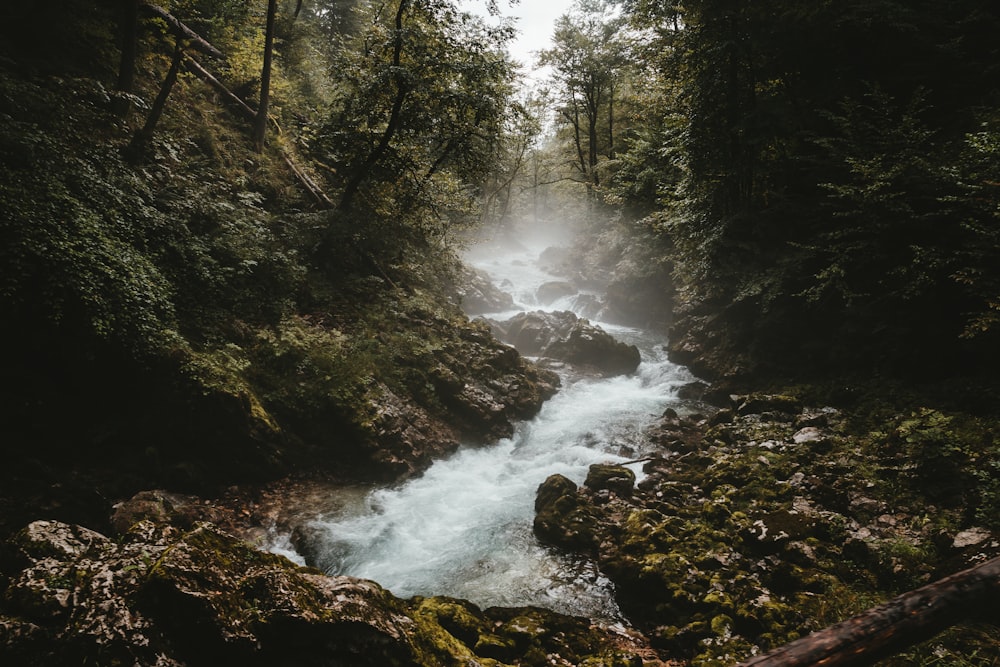 a river running through a lush green forest