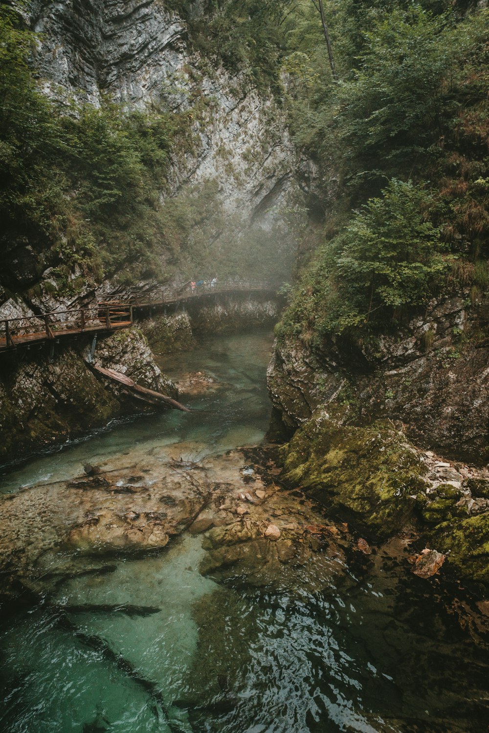 a stream running through a lush green forest