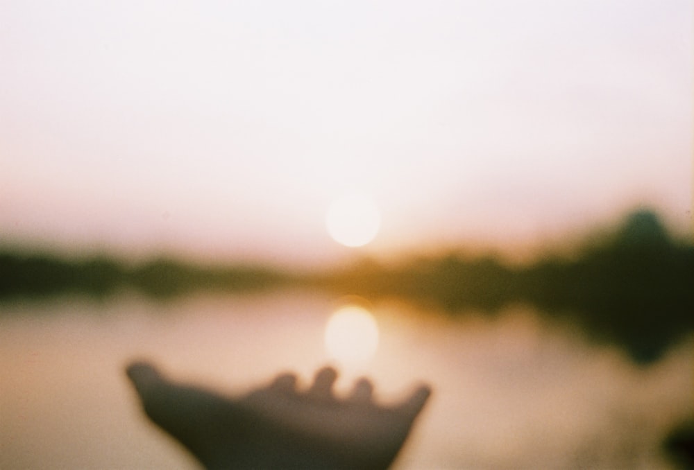 silhouette of a leaf during sunset