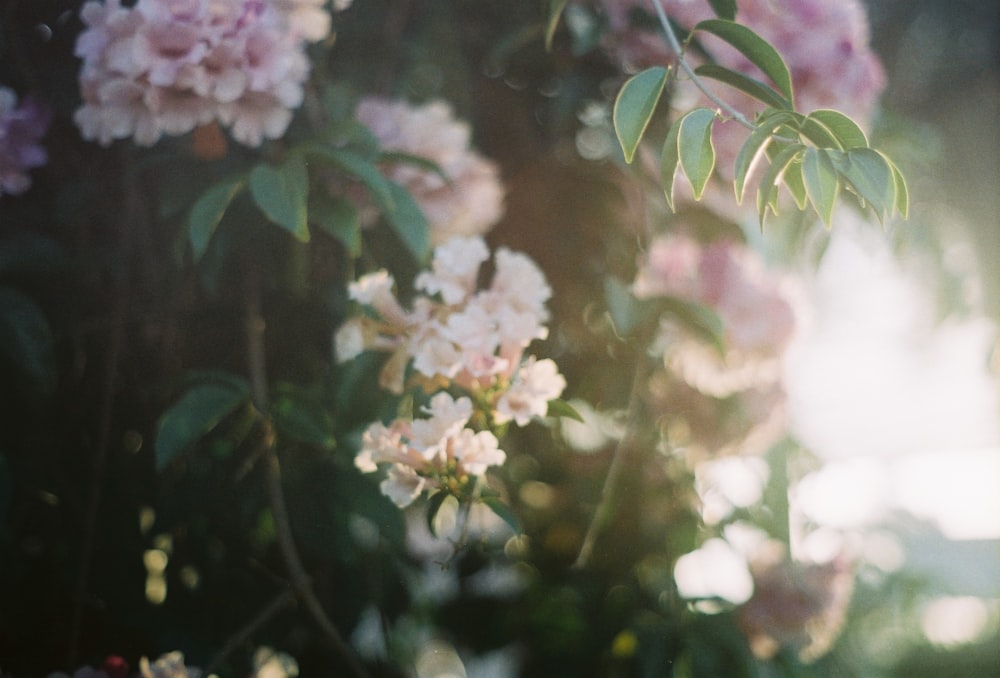 pink and white flowers in tilt shift lens