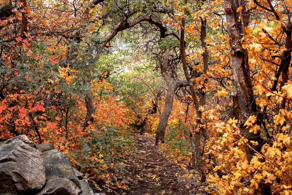 a path through a forest with lots of trees