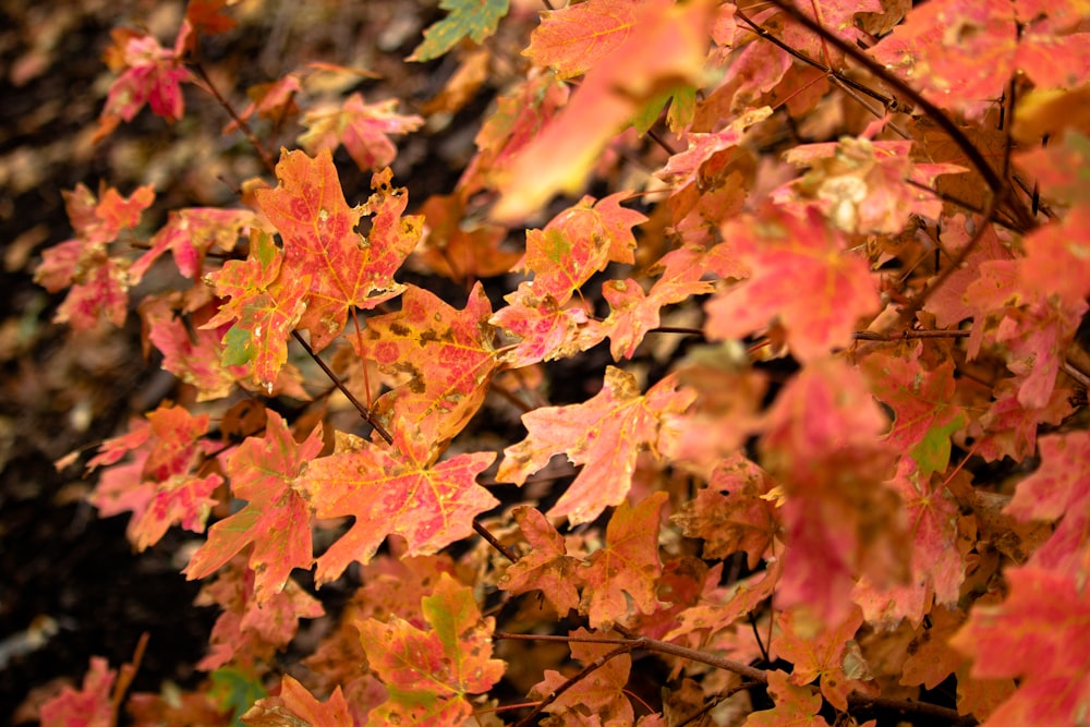 maple trees