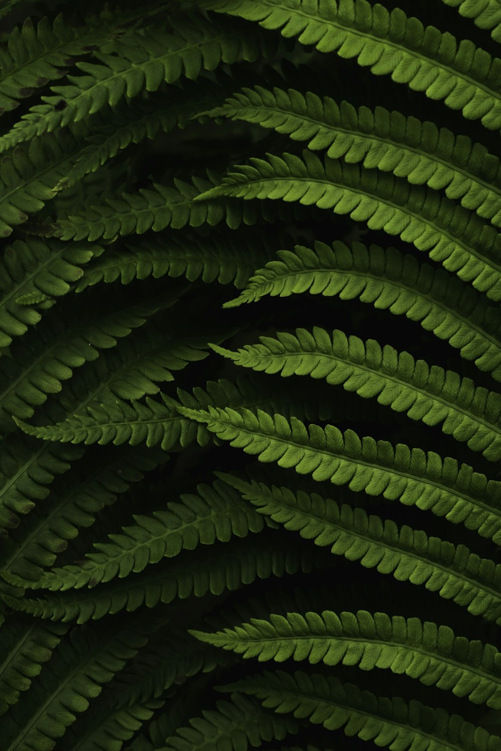 a close up of a green plant with lots of leaves