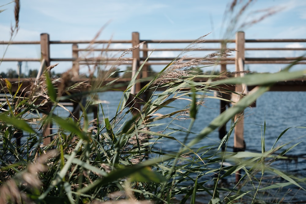 Un puente de madera sobre un cuerpo de agua