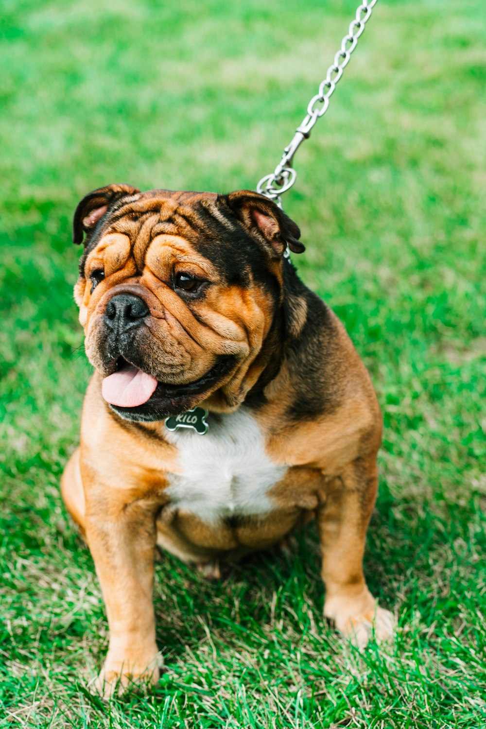 brown dog on grass