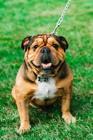 Close-up of an English Bulldog showing its face and short coat