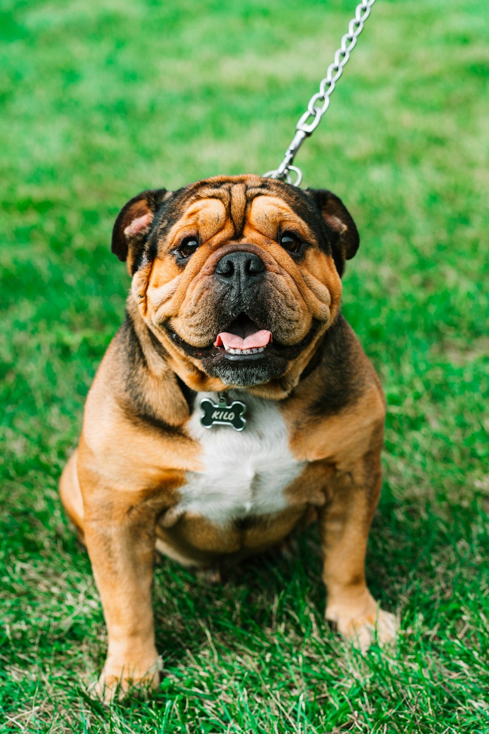 Photographie en gros plan d’un chien brun et blanc