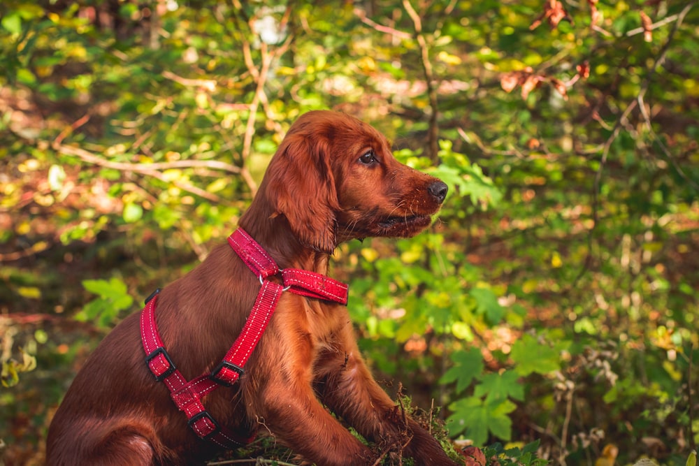 short-coated brown dog near tree