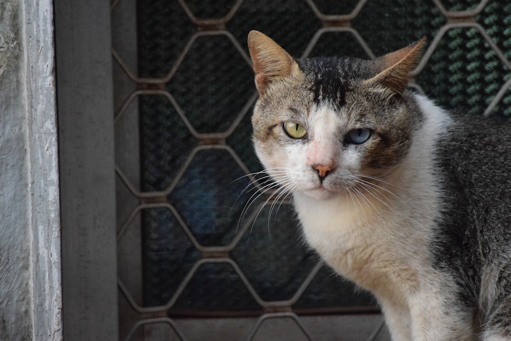 short-fur white, black, and brown cat