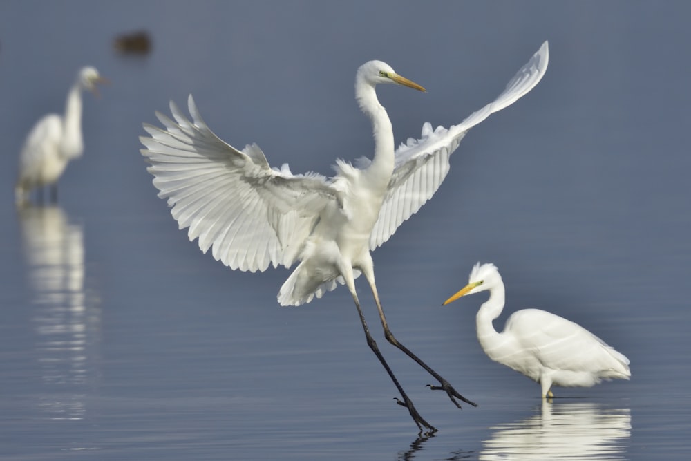 white birds on water