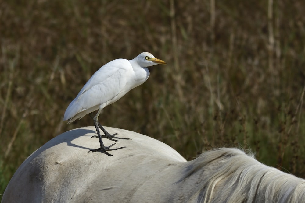 weißer kleiner Schnabelvogel