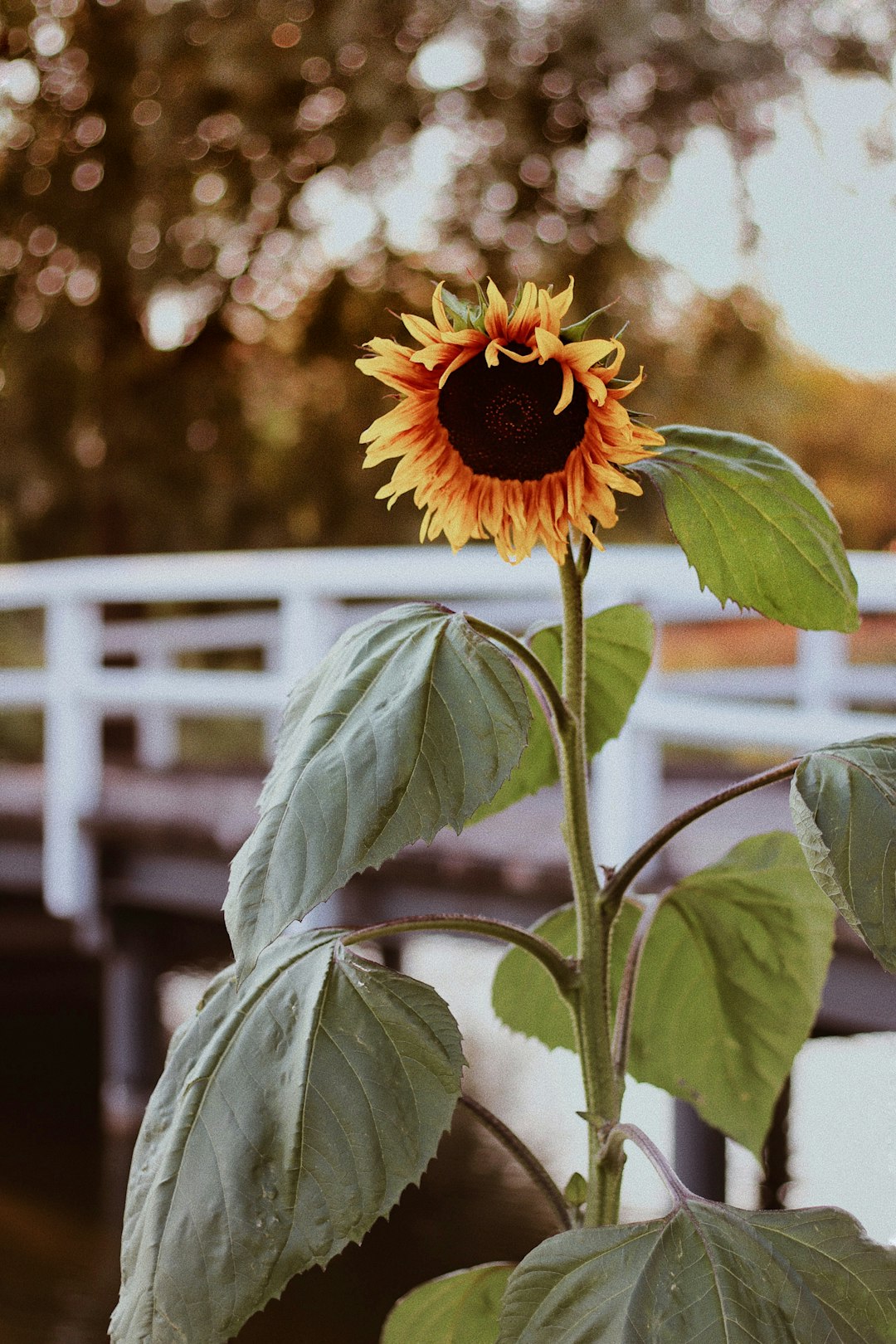 sunflower in front of bridge
