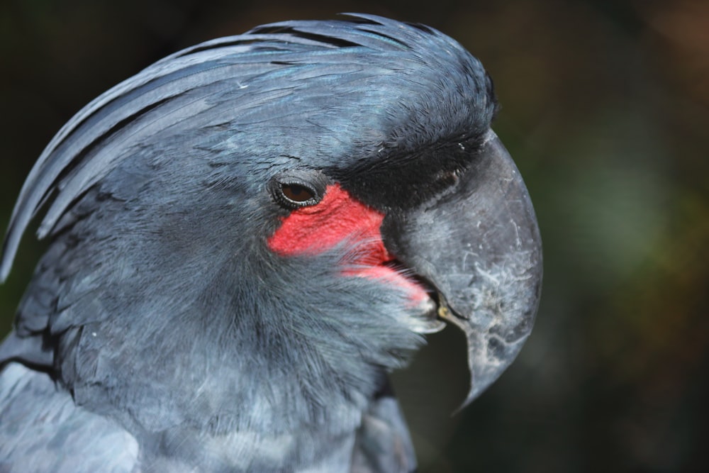 a close up of a bird with a red face