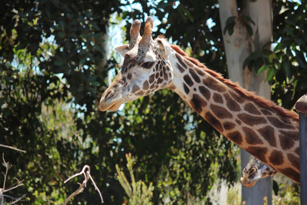 brown giraffe