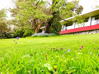 A lush green lawn with small wildflowers grows in front of a modern building with a red accent and large windows. Tall trees with dense foliage and a smaller patch of blue flowers are visible in the background, creating a serene natural setting.