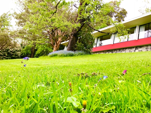 A lush green lawn with small wildflowers grows in front of a modern building with a red accent and large windows. Tall trees with dense foliage and a smaller patch of blue flowers are visible in the background, creating a serene natural setting.