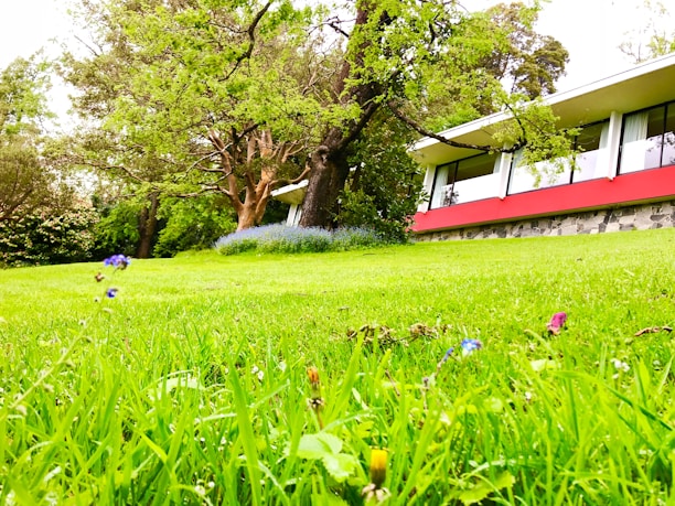 A lush green lawn with small wildflowers grows in front of a modern building with a red accent and large windows. Tall trees with dense foliage and a smaller patch of blue flowers are visible in the background, creating a serene natural setting.
