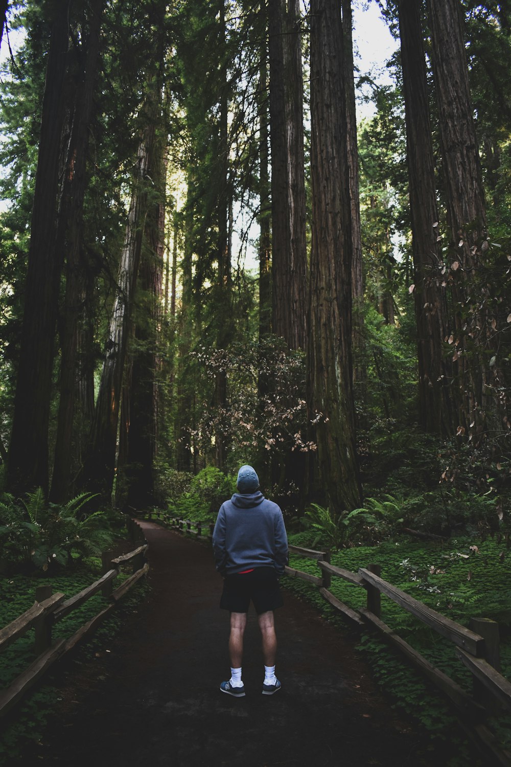 person standing on pathway between trees