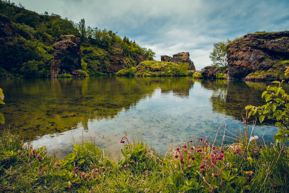 pink petaled flowers near body of water during daytime photo