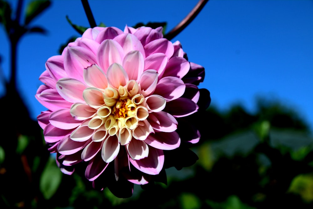 purple clustered-petaled floewr